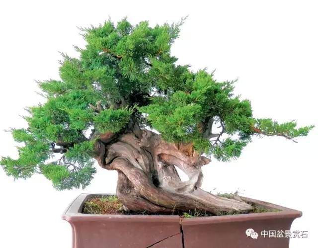 神奇的柏树盆景造型