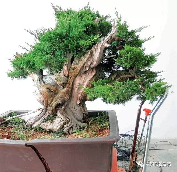 神奇的柏树盆景造型