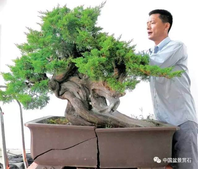 神奇的柏树盆景造型