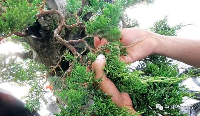 神奇的柏树盆景造型