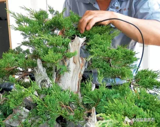 神奇的柏树盆景造型