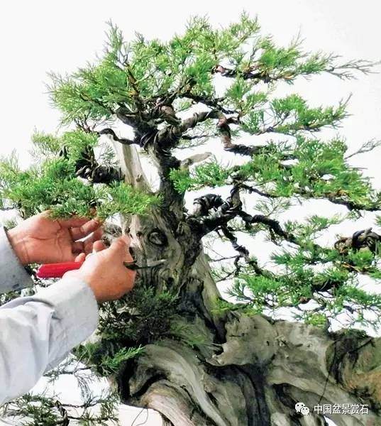 神奇的柏树盆景造型