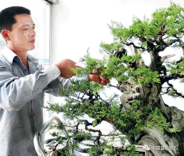 神奇的柏树盆景造型