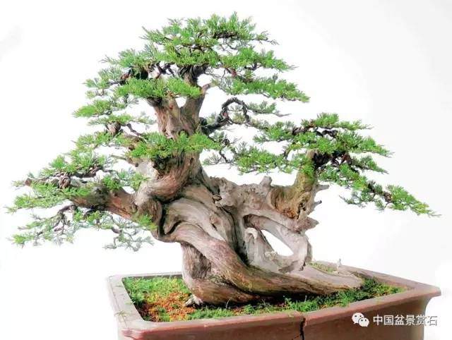 神奇的柏树盆景造型