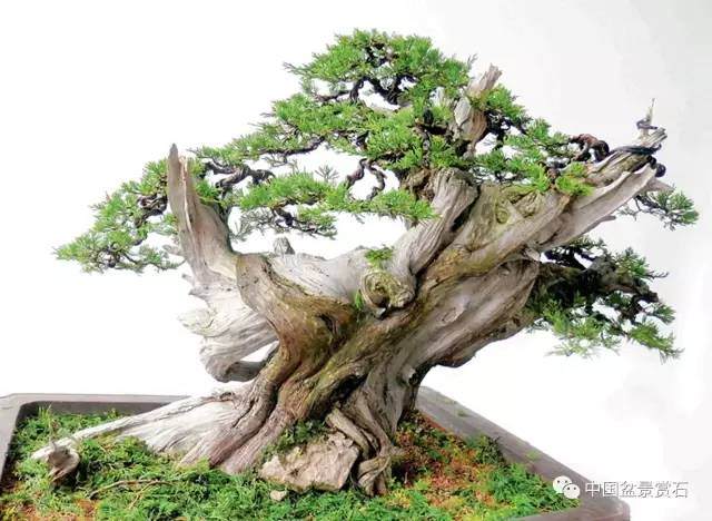 神奇的柏树盆景造型