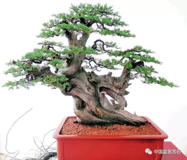 神奇的柏树盆景造型