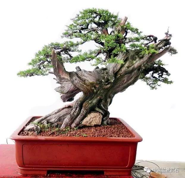神奇的柏树盆景造型