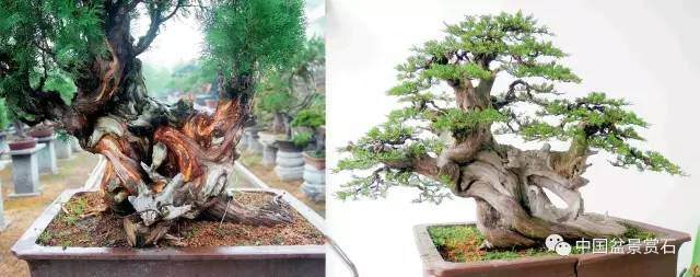 神奇的柏树盆景造型