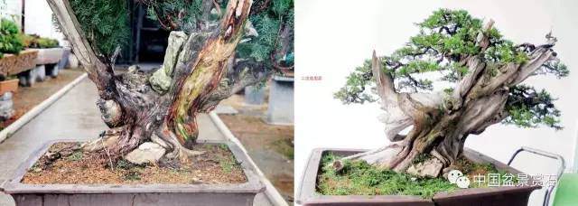 神奇的柏树盆景造型