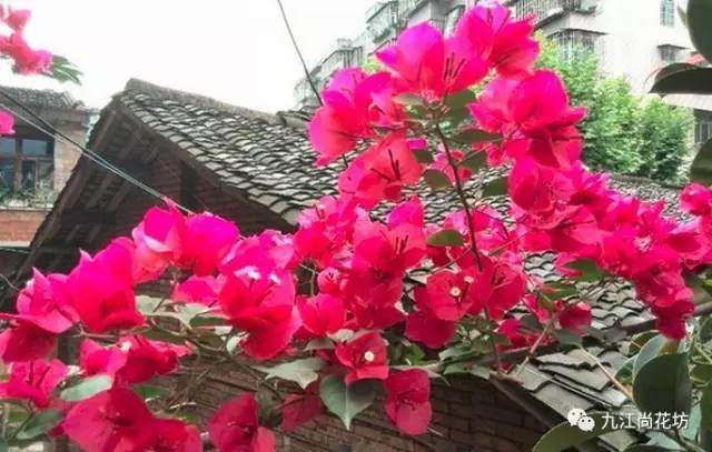 三角梅造型注意事项