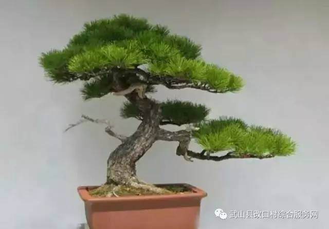 改口村第一届盆景艺术评选大赛