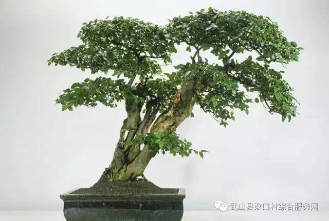 改口村第一届盆景艺术评选大赛