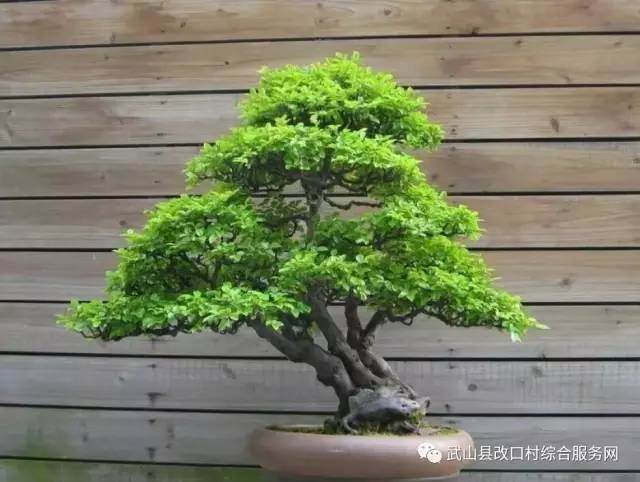 改口村第一届盆景艺术评选大赛