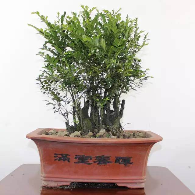 小叶紫檀盆景值不值得购买? 理性购买,不要盲目投资