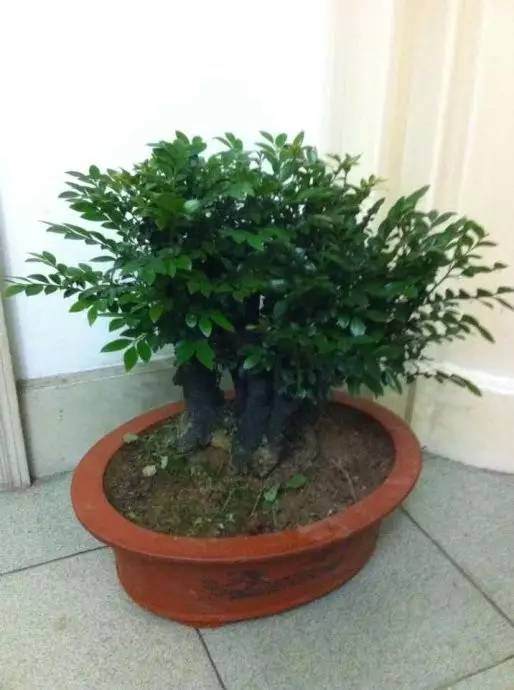 小叶紫檀盆景值不值得购买? 理性购买,不要盲目投资