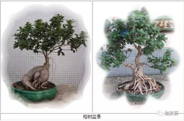 闽派和港派盆景简谈