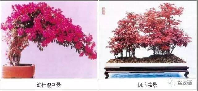 闽派和港派盆景简谈