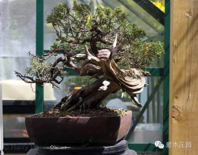 图解 系鱼川柏树盆景怎么制作的方法