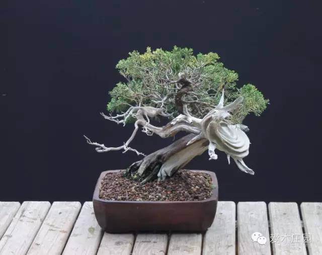 图解 系鱼川柏树盆景怎么制作的方法