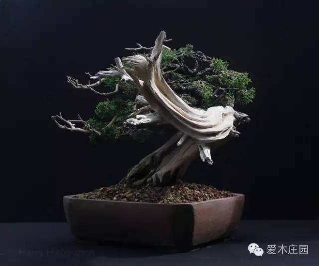 图解 系鱼川柏树盆景怎么制作的方法