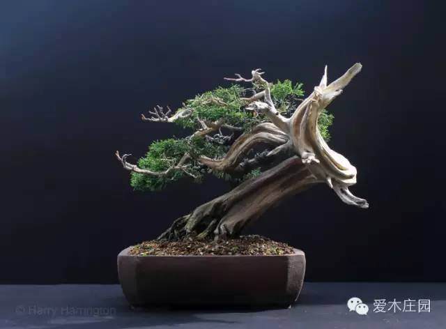 图解 系鱼川柏树盆景怎么制作的方法