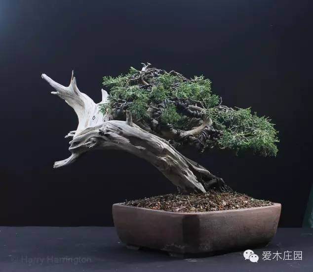 图解 系鱼川柏树盆景怎么制作的方法