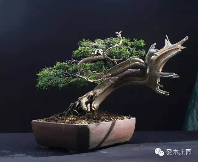 图解 系鱼川柏树盆景怎么制作的方法