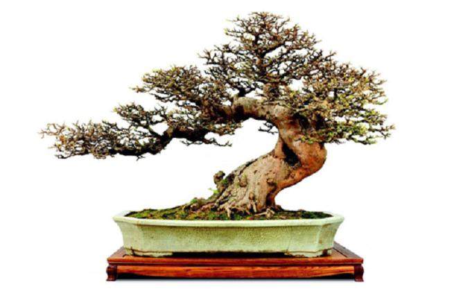 广州盆景协会荣获广东园林学会先进集体的称号