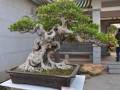 2012海峡两岸厦门盆景精品展举办