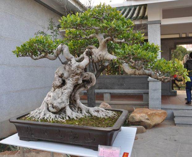 2012海峡两岸厦门盆景精品展举办