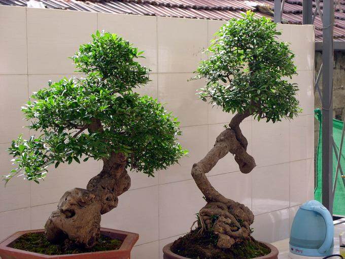 随州市举办第二届盆景艺术精品展