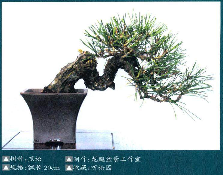 访莆田听松盆景园