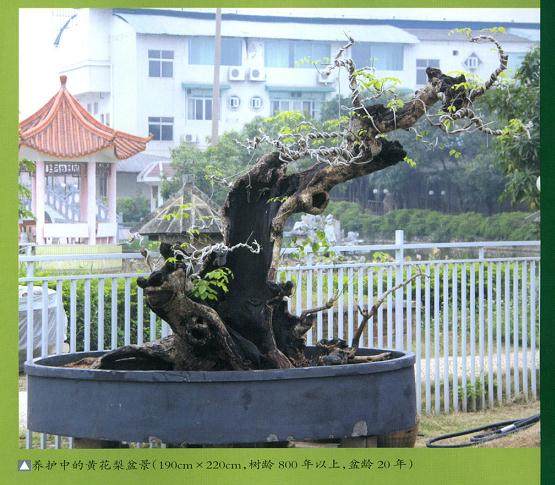 缘自然艺术苑是广西南宁鲁豹先生的私家盆景园