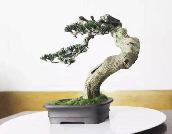 2013年的《花木盆景》要能保持住自己的特色