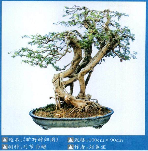 武汉市参加第八届中国盆景展览获银奖作品《向上》