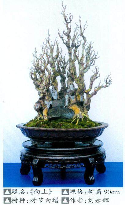 武汉市参加第八届中国盆景展览获银奖作品《向上》