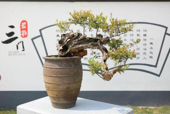 三门盆景村的致富路