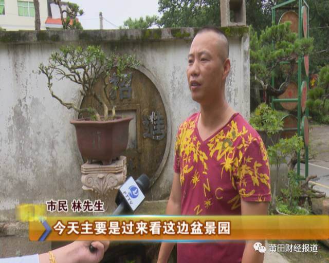 莆田盆景渐入寻常百姓家
