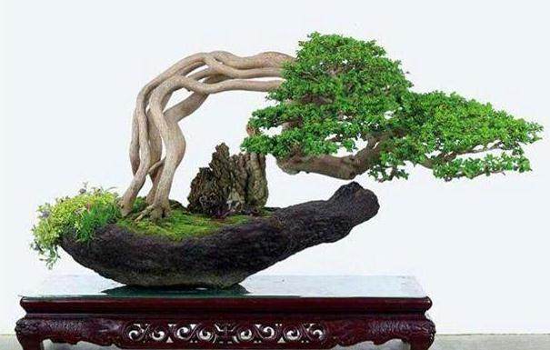 利用高压将盆景树木所需要的肥料和农药从树干强行注入树体