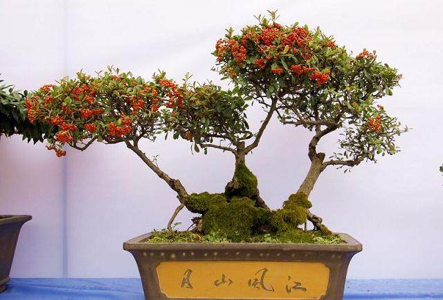 为什么家养盆景花卉易黄叶?