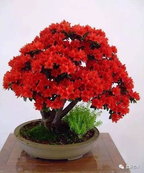 掌握盆花浇水量很重要