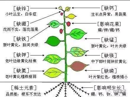盆景在养护中用到最多的是玉肥
