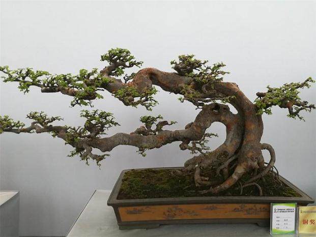 第三届中国盆景培训班课件试讲工作在沭阳举行