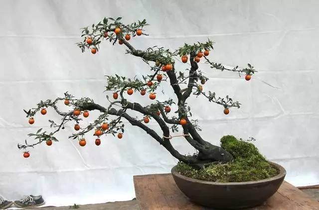 名花汇苑盆景绿化设计有限公司正式入驻武汉花卉博览园