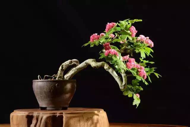 不学好盆景摄影，都不好意思发朋友圈