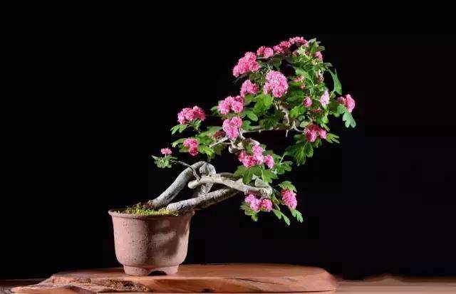 不学好盆景摄影，都不好意思发朋友圈