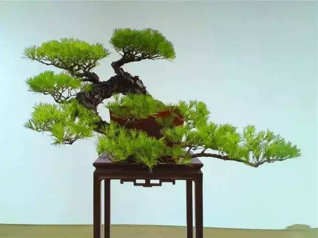 不学好盆景摄影，都不好意思发朋友圈