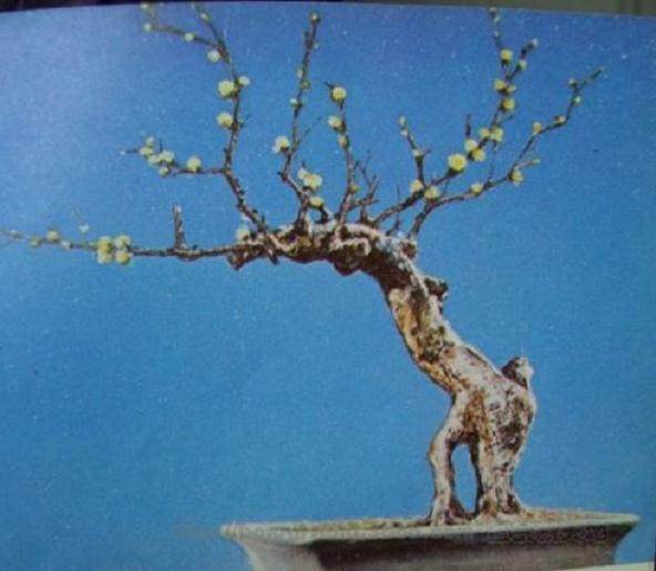 清朝的苏派盆景艺术家周瘦鹃