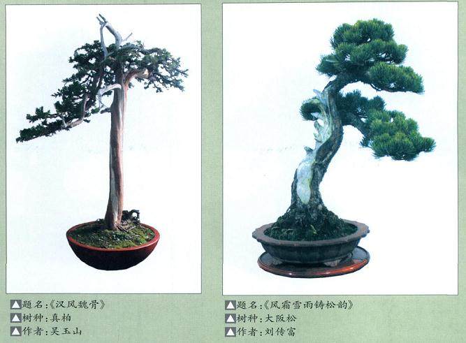 第七届安徽蚌埠玉器奇石古玩盆景博览会