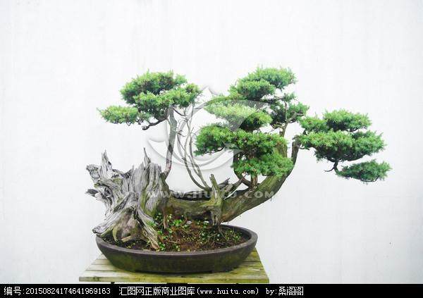 &lsquo;&lsquo;中国鑫诚杯&middot;徽州庄园&rdquo;盆景创作大奖赛